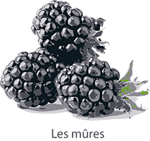 Mures web